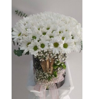 cam fanusta beyaz  kasımpatı